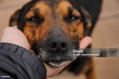 Male Hand Patting Smiling Brown Dog Head Stock Photo - Download Image ...
