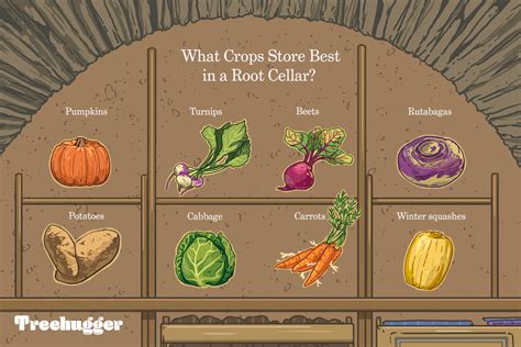 Underground Root Cellar Plans
