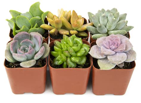 Indoor Succulents