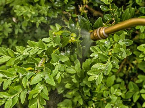 Bt, Bacillus thuringiensis: how to use this organic caterpillar killer