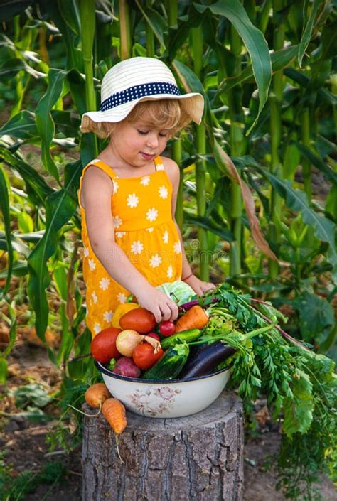 A Child is Harvesting Vegetables in the Garden. Selective Focus Stock ...