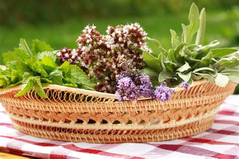 Fresh herbs from the garden | Stock image | Colourbox