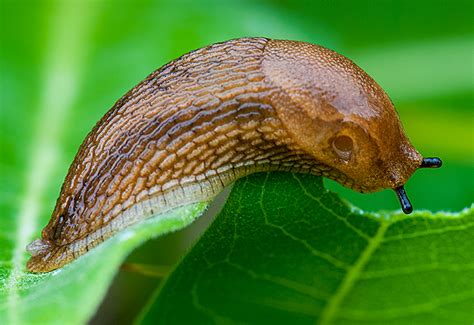 Slugs | The Michigan Nature Guy’s Blog