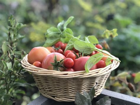 Basket Of Tomatoes Garden - Free photo on Pixabay