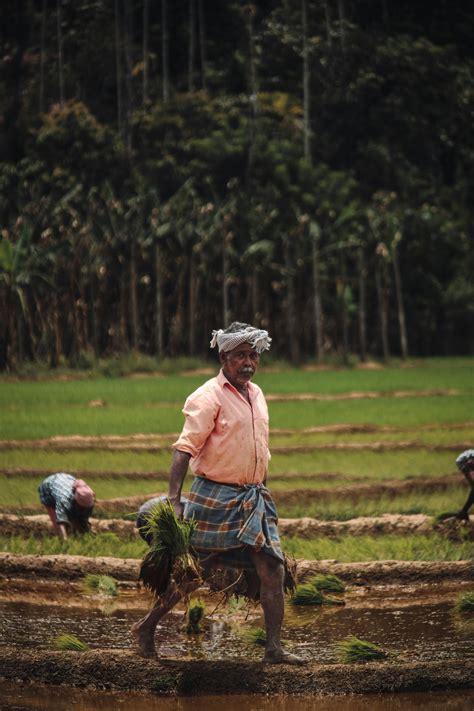 Rural Life: Woman Carrying Forage in Countryside · Free Stock Photo