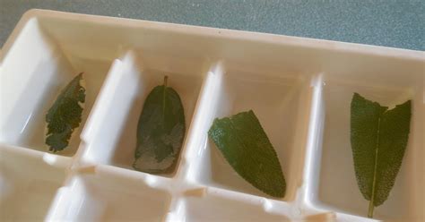 What DIY methods extend fresh herb shelf life after harvest?