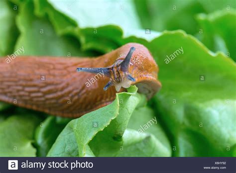 Slug Eating Leaf Of Lettuce High Resolution Stock Photography and ...