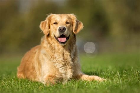 Golden Retriever Dog | Pet Dog Owner