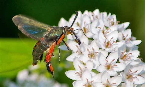 Squash Vine Borer Control and Prevention