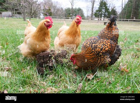 Chickens foraging free range Stock Photo - Alamy