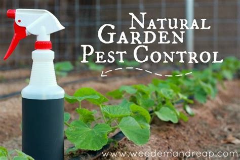My Organic Garden Pest Control | Garden pest control, Natural ...