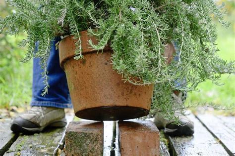 What DIY method best preserves garden herbs for winter cooking?