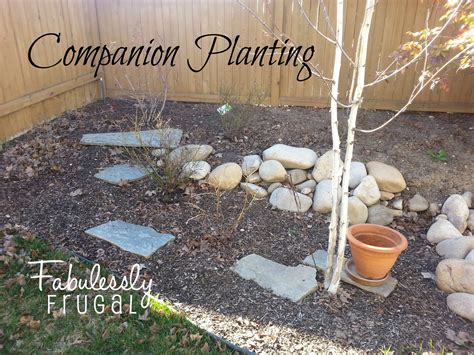 Tips and tidbits on Gardening: Companion Planting