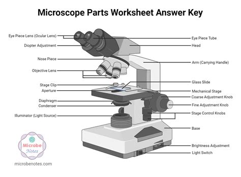 Microscope Parts Labeling Worksheet with Answer Key