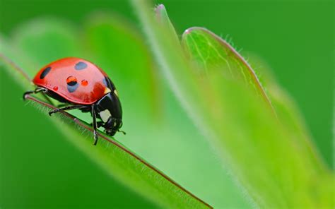 Ladybug wallpaper | 2560x1600 | #74819