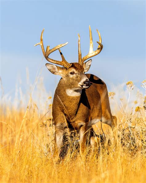 The 4 Whitetail States with the Most Public Land - Realtree Camo