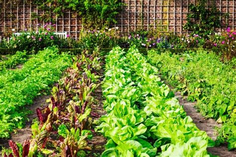 How to Create Healthy Garden Soil in 7 Steps - Food Gardening Network