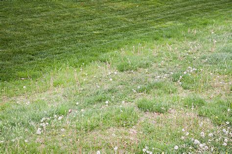 250+ Weedy Garden Stock Photos, Pictures &amp; Royalty-Free Images - iStock