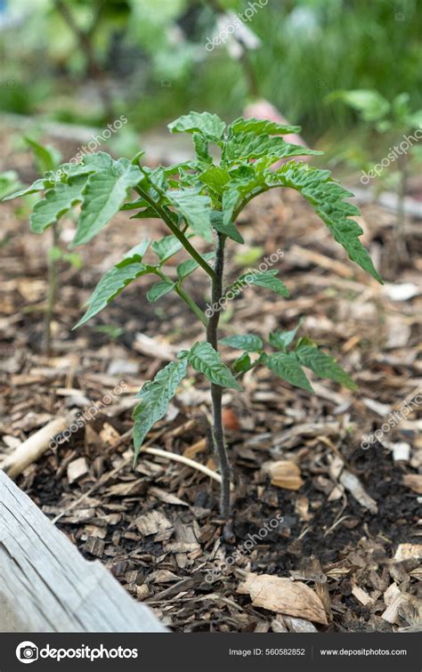Young Tomato Seedlings Grow Mulched Garden Bed Cultivation Planting ...