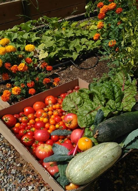 Harvesting and Preserving Your Garden - Live Smart Colorado