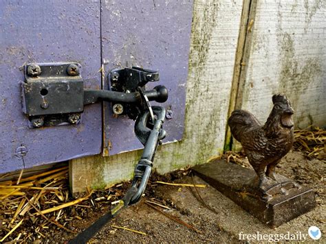 Chicken Coop Security Features - Fresh Eggs Daily® with Lisa Steele