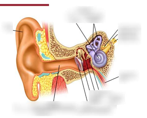 Ear Diagram Diagram | Quizlet