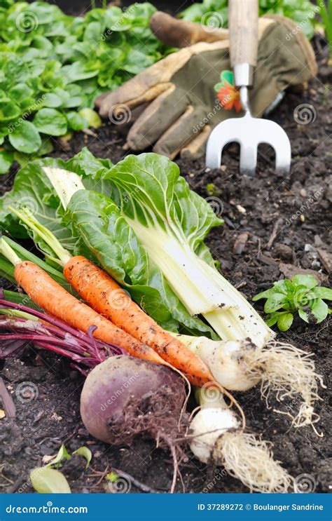 Fresh vegetables in garden stock photo. Image of freshness - 37289272