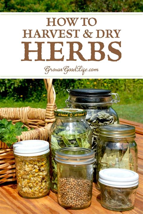 How to harvest and dry herbs for storage – Artofit