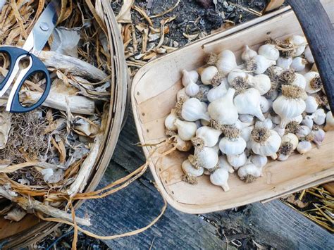 A Guide to Curing and Storing Garlic | Garden Betty