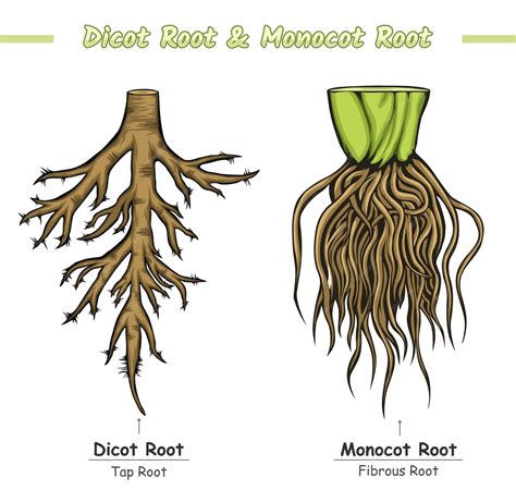 Premium Vector | Monocot root and dicot root