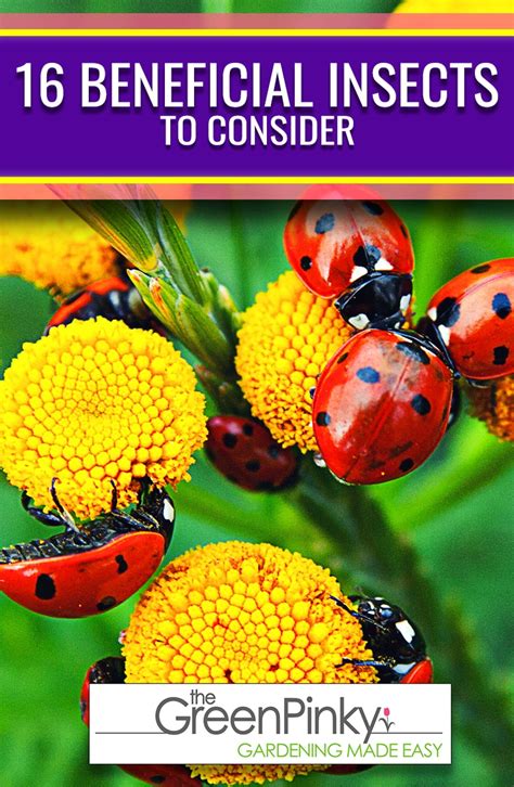 16 Beneficial Insects You’ll Want in Your Garden