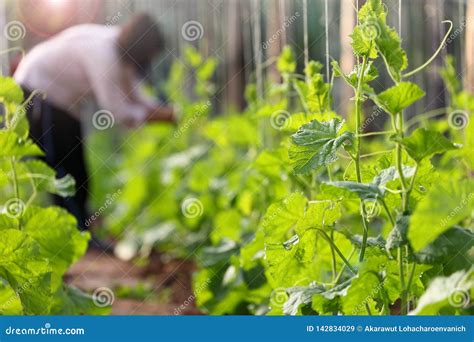 Gardener Tending To the Row of Vegetable in the Garden Stock Image ...