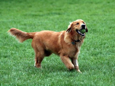 Golden Retriever Pictures and Information | Dog Breed Pictures Small Large
