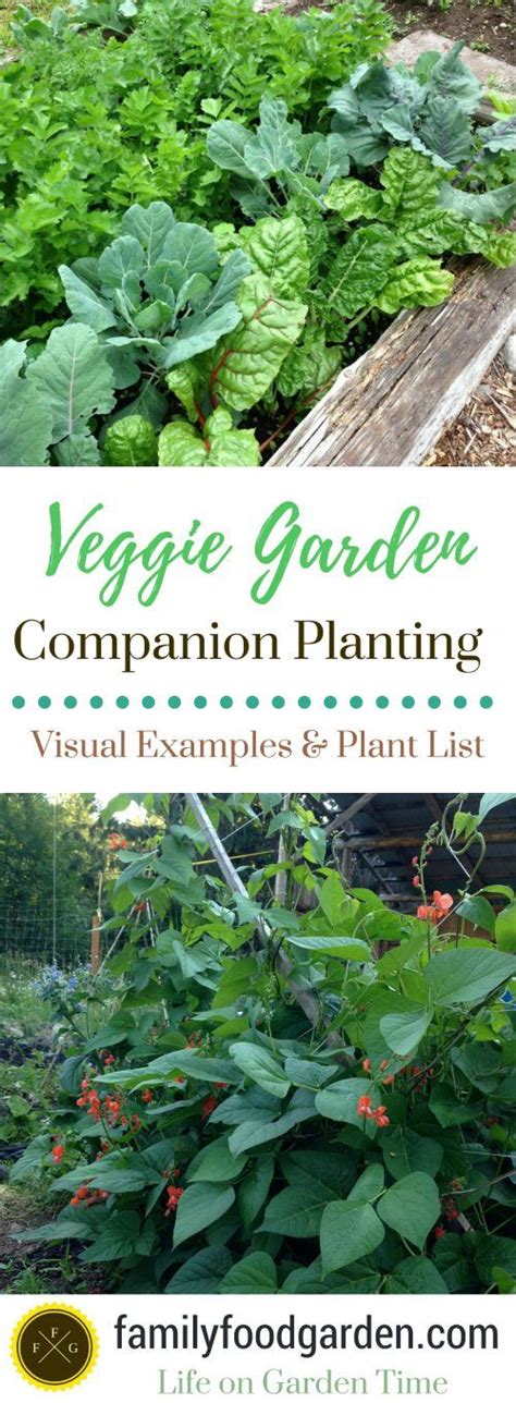 Companion Planting Guide and Examples [For Vegetable Gardens] | Family ...
