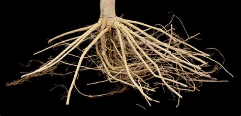 Citrus Root Structures: Lessons From Below - Citrus Industry Magazine