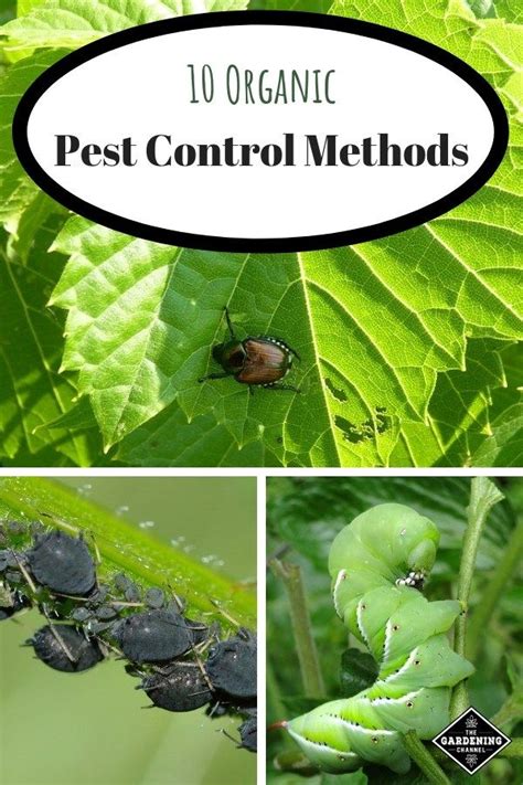 Natural pest control methods for a thriving, real food organic vegetable garden?
