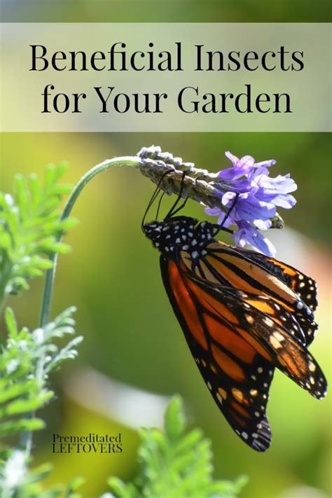 Tips for Attracting Beneficial Insects to Your Garden