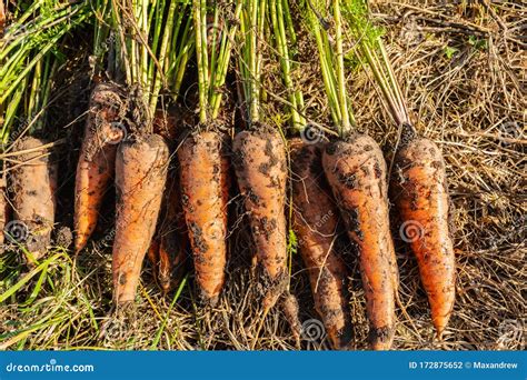 Freshly harvested carrots stock photo. Image of freshly - 172875652