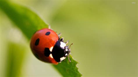 🔥 Free Download Ladybug Wallpaper Animal by @andrewreid | WallpaperSafari