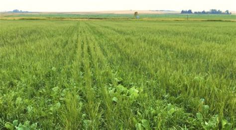 Cover Crops: Types, Benefits, And Tips On How To Use
