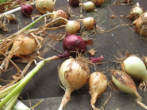 An Austin Homestead: Curing Onions