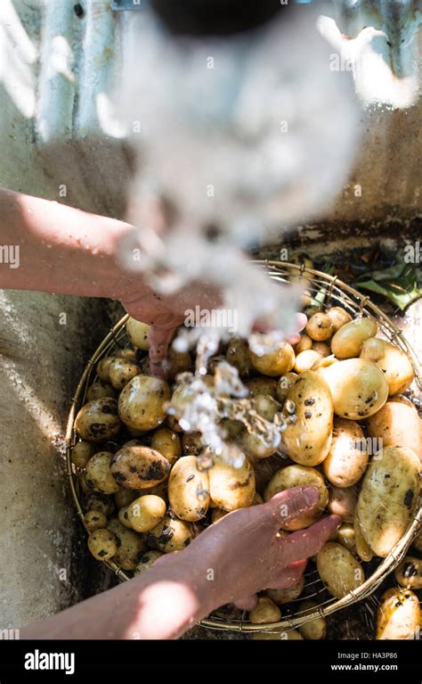Washing freshly harvested potatoes. Autdoor sunlight Stock Photo - Alamy
