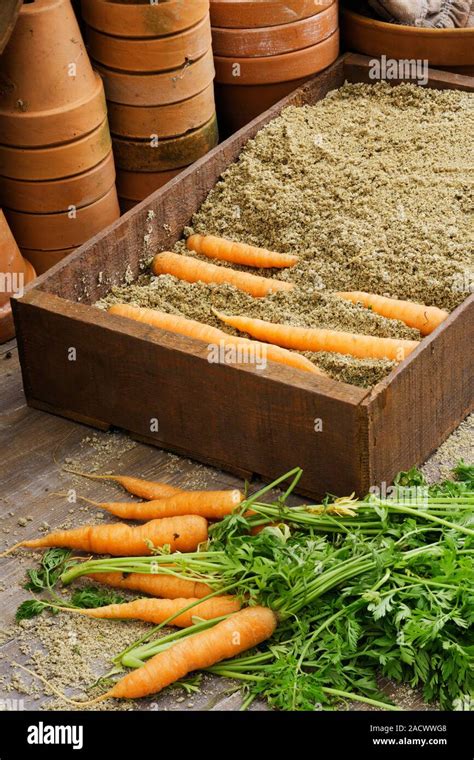 Storing carrots in damp sand Stock Photo - Alamy