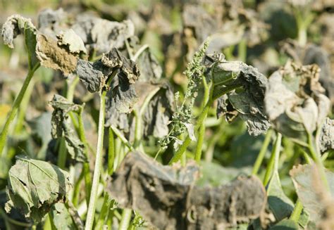 How To Stop Plants From Wilting In The Heat: 5 Methods To Revitalize ...