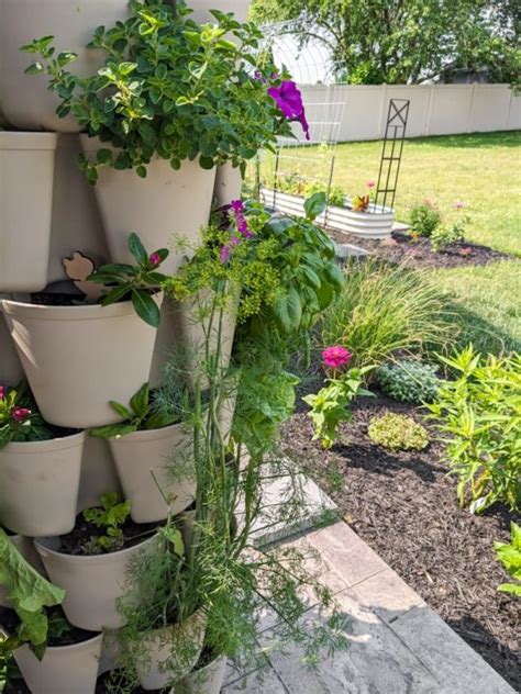 14 plants I use to that attract beneficial insects to my garden!