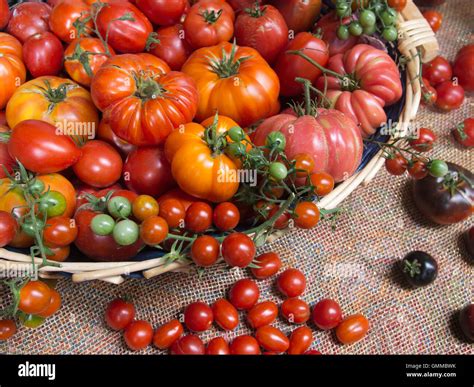 Basket of fresh tomatoes, many varieties. Exhibition, show Stock Photo ...