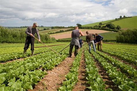 Farmers rely on locals to help with the harvest | Long Article ...