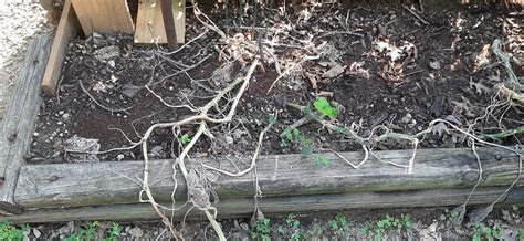 3 Epic Garden Failures — Without Knowing The Reasons Why | by Melissa ...