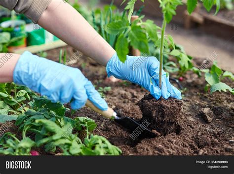 Gardeners Hands Image &amp; Photo (Free Trial) | Bigstock