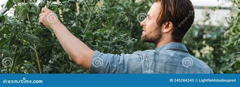 Young Farmer Inspecting Plants in Greenhouse Stock Image - Image of ...
